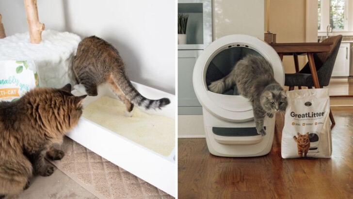 How Often Do You Really Need to Change Your Cat’s Litter?