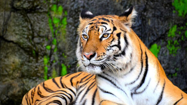 How Tigers Became Legends: A Look at Their Evolutionary Journey