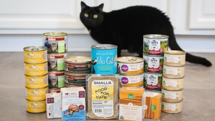How to Feed a Finicky Cat: 13 Tricks That Actually Work