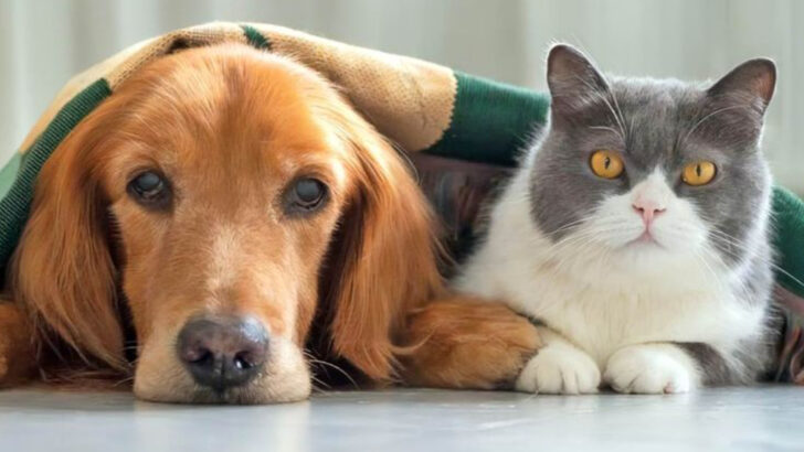 How to Make Your Cat Get Along with Your Dog According to Experts
