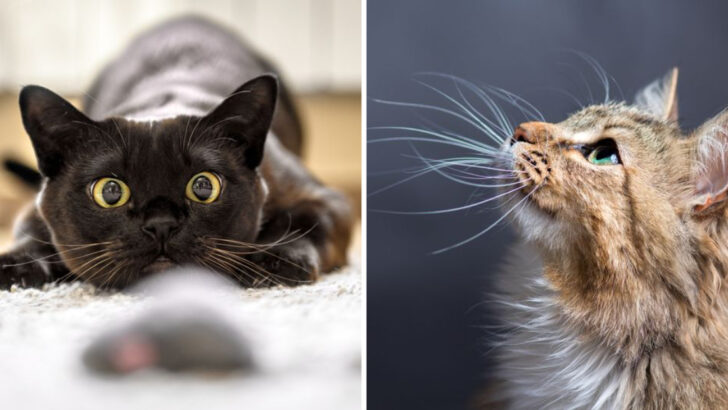 How to Read Your Cat’s Body Language and Understand Its Emotions