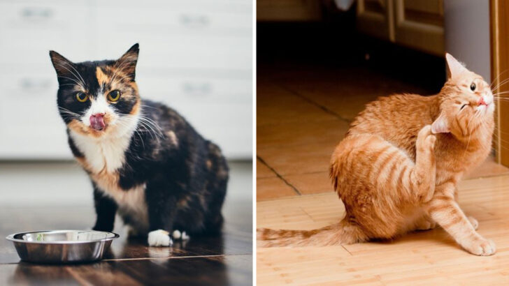 How to Tell If Your Cat Has a Food Allergy—and How to Help