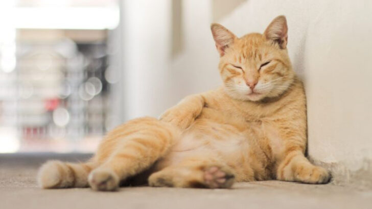 How to Tell If Your Cat Is Content: 11 Key Signs