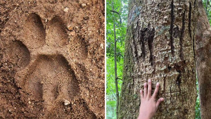 How to Tell Which Big Cat Was Here: Reading Tracks and Wild Clues