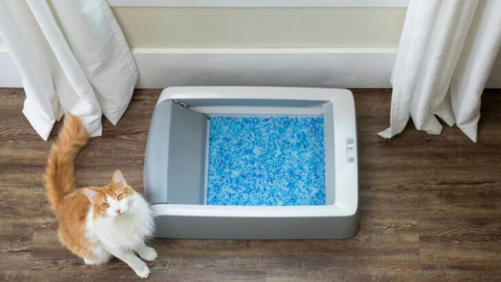 Is Your Cat Avoiding the Litter Box? Here’s How to Fix It