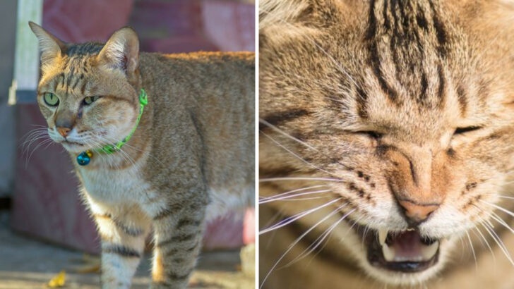 Is Your Cat Reacting to Food? 15 Overlooked Allergy Symptoms