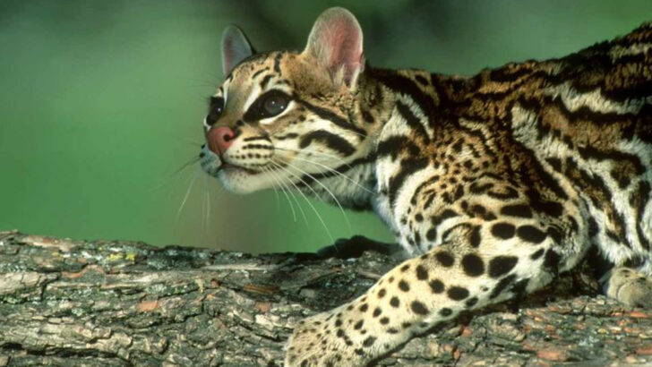 Jaguar’s Smaller Cousin? All About the Fascinating Ocelot