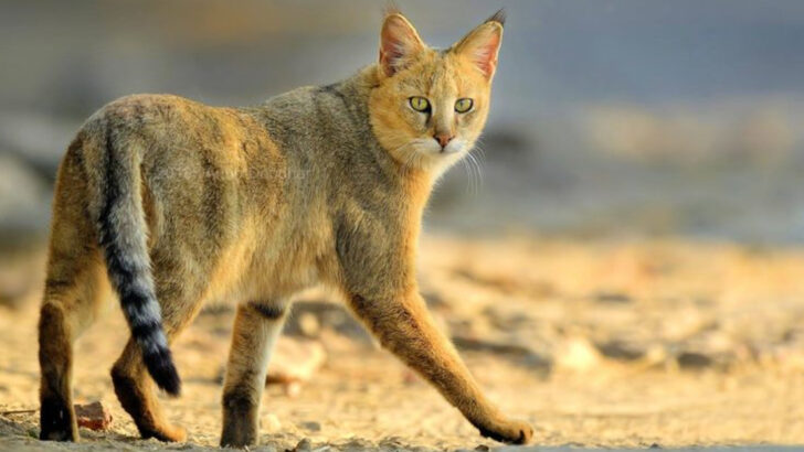 King of the Swamp: Discover the Elusive Swamp Cat