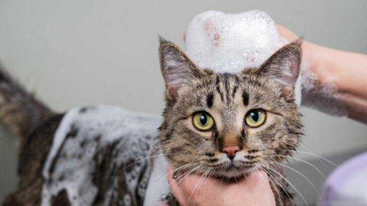Make Your Cat’s First Bath a Breeze with These 15 Helpful Tips