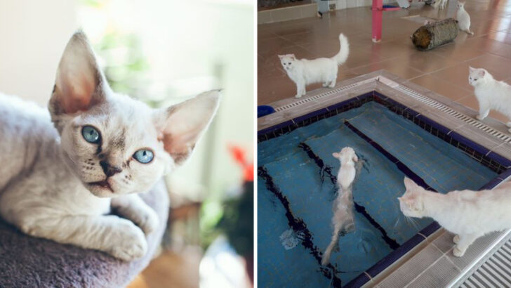 Meet 14 Cat Breeds That Need Constant Action and Attention