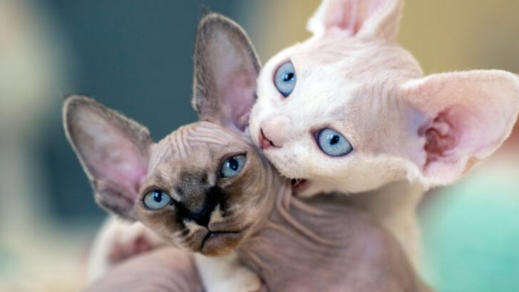 Meet the 7 Most Popular Hairless Cat Breeds