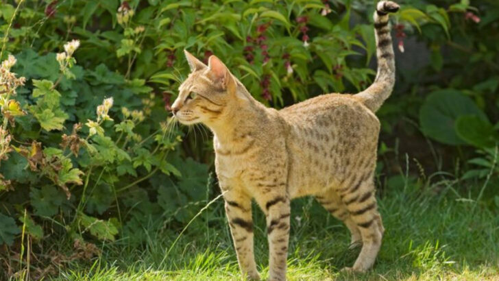 Meet the Rare Hybrid: A Bold Blend of Bengals and Oriental Shorthairs