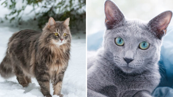 Meet the Toughest Cat Breeds in the World (Ranked List)