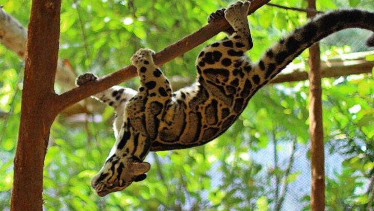 Most Famous Wild Cats of All Time