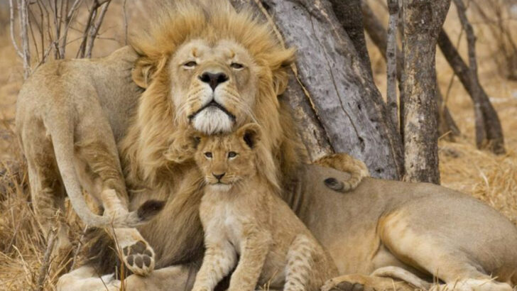 On the Edge: 10 Big Cat Species Endangered by Rapid Habitat Loss