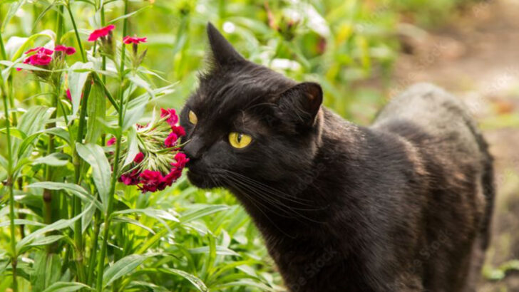 Outdoor Adventures for Indoor Cats: 7 Reasons to Try It & 7 to Think Twice