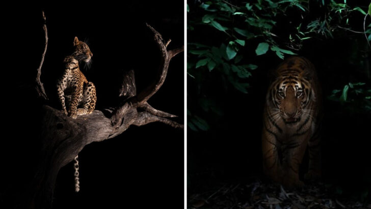 Predator Precision: 16 Ways Big Cats Know the Perfect Time to Hunt