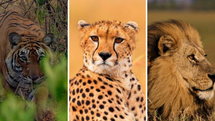 Predators in Action: 14 Big Cats That Hunt Much Larger Animals