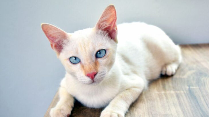 Ranking the 8 Most Unique Siamese Cat Varieties