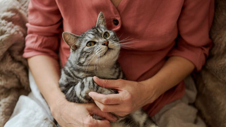 Senior Cat Care: How to Support Your Aging Cat’s Health and Mobility
