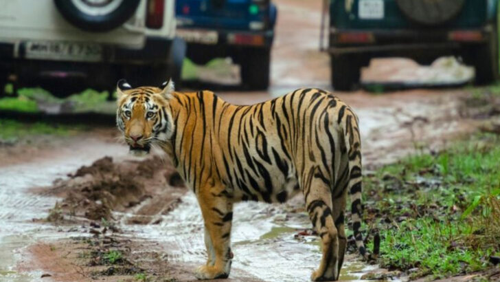 Should We Keep Tourists Out of Big Cat Habitats to Save Them?