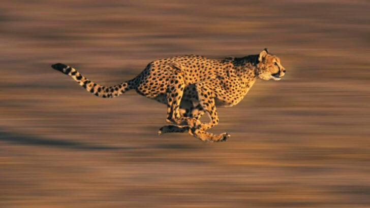 Surviving the Savannah: How Cheetahs Thrive in Open Landscapes
