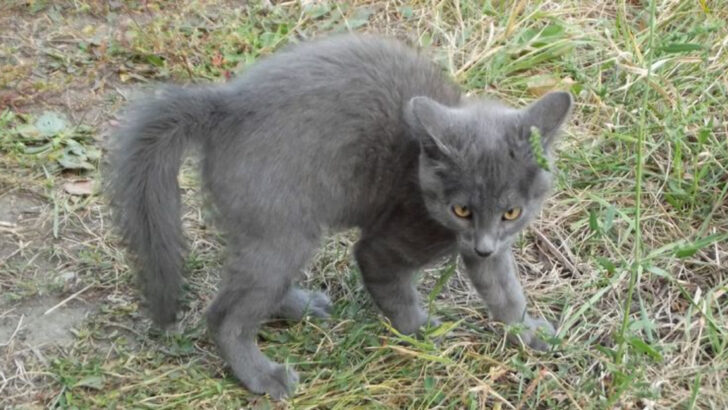 Tail Talk: How Cats Use Their Tails to Express Themselves
