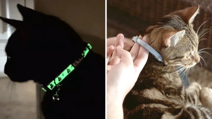 The 10 best cat collars, tested and reviewed