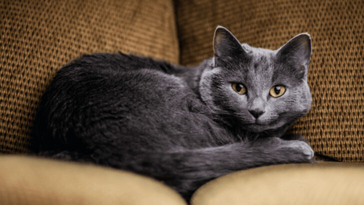 The 15 Quietest Cat Breeds Perfect for Apartment Life