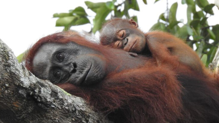 The 17 Kindest Animals in the World
