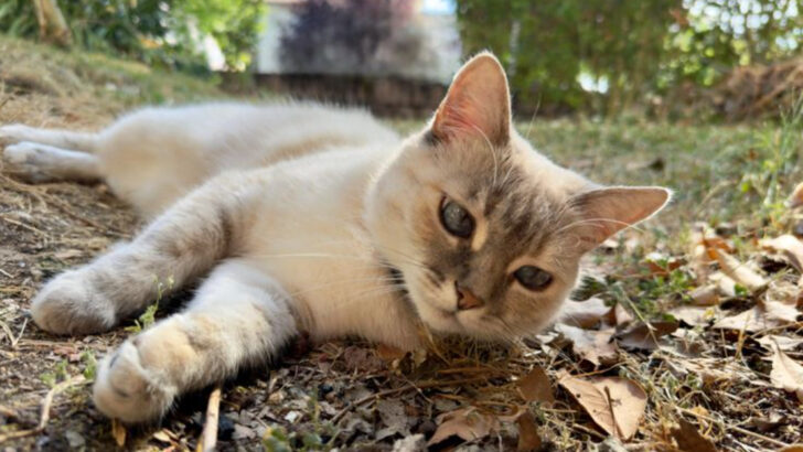 The 17 Least Popular Cat Breeds—And Why They’re Worth Knowing