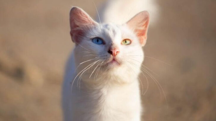 The 17 Most Expensive Cat Breeds When Money Is No Object