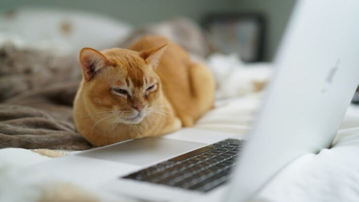 The 20 Smartest Cat Breeds in the World, Ranked