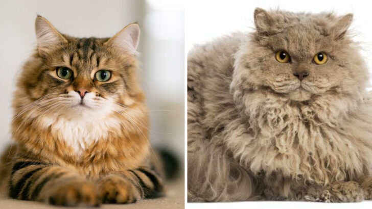 The 7 Main Cat Coat Types and Tips to Keep Them Healthy