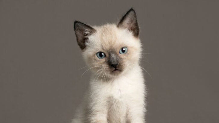 The 8 Tiniest Cat Breeds