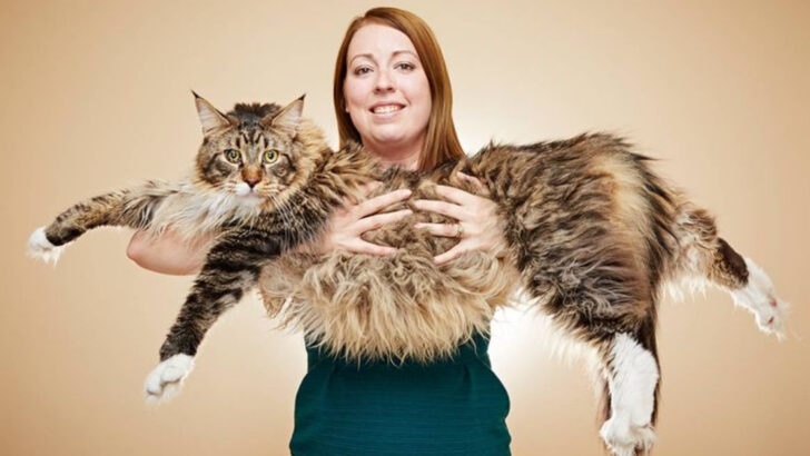 The Biggest Cat on Earth: Discover the Largest Domestic Feline