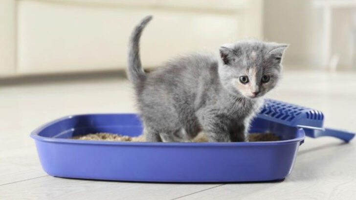 The Complete Guide to Litter Box Training Your Cat