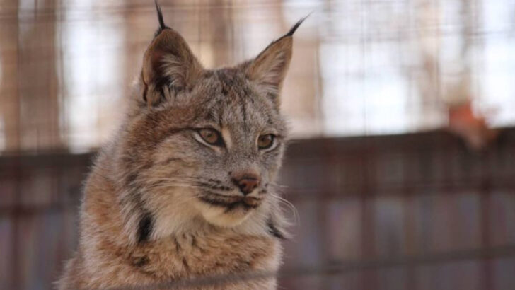 The Ecological Value of Bobcats—And the Risks of Keeping Them as Pets