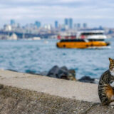 The Fascinating Reason Behind Istanbul’s Cat Population