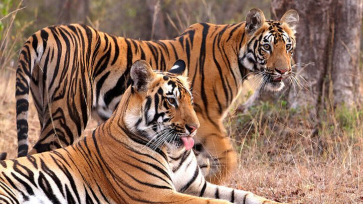The Fate of Big Cats: Adapting to a Fast-Changing Planet