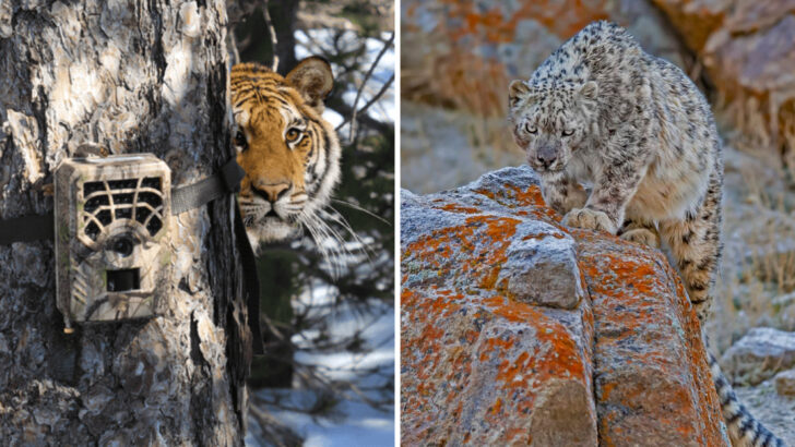 The Fight to Protect What We Can’t See: Why Rare Big Cats Are Tough to Study