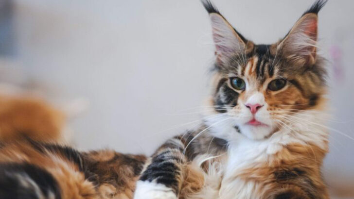 The Most Popular Calico Cat Breeds You Can Welcome Into Your Life