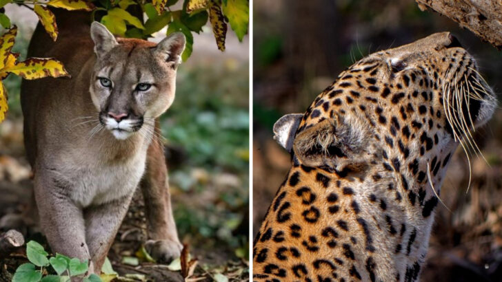 The Power of Smell: How Big Cats Track Down Prey Over Miles