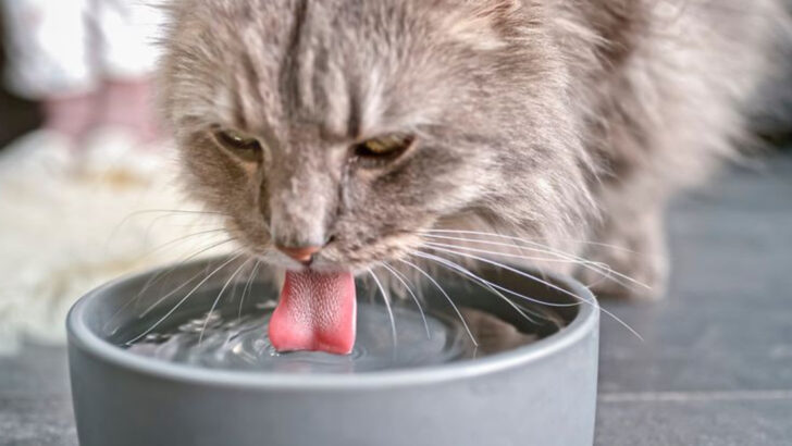 The Power of Water: How Proper Hydration Supports Your Cat’s Health