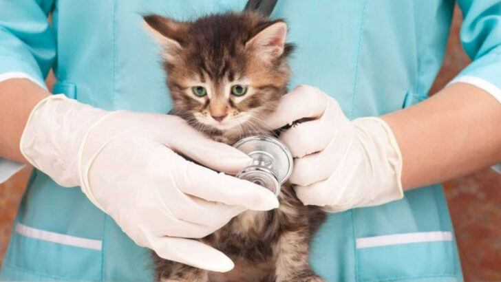 The Real Cost of Raising a Kitten: What to Expect in the First Year