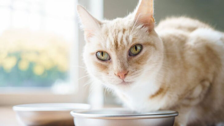 The Ultimate Guide to Setting Up Your Cat’s Feeding Area