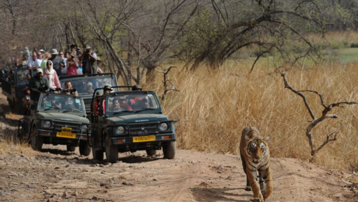 The Ultimate Guide to Tiger-Watching Hotspots in the Wild