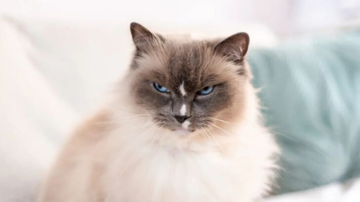 These 10 Cat Breeds Are the Worst, According to Experts
