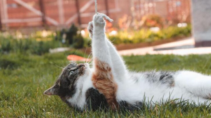 These 10 Everyday Actions Could Be Dangerous for Your Cat
