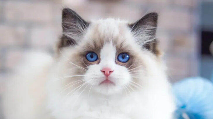 These 11 Cats Aren’t Just Pets—They’re Companions for Decades